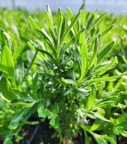 Greenwood Nursery: Live Perennial Plants - Royal Velvet Lavender + Lavandula Angustifolia - [Qty: 1x Pint Pot] - (Click for Other Available Plants/Quantities) - Image 2