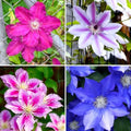 CarpetC 200+ Mixed Clematis Seeds for Planting, Perennial Climbing Vine Large Blooms, Non-GMO Heirloom Flower Seeds for Trellises, Arbors & Garden Fences by GardenGlorySeed