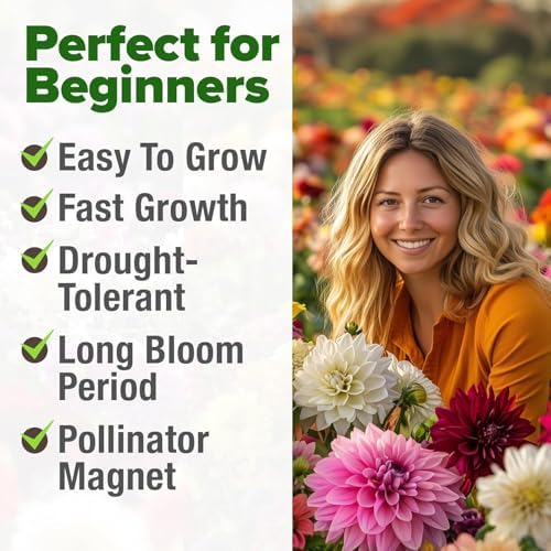 HOME GROWN Zinnia Dahlia Seeds, 1048 Seeds, Zinnia elegans - Image 7