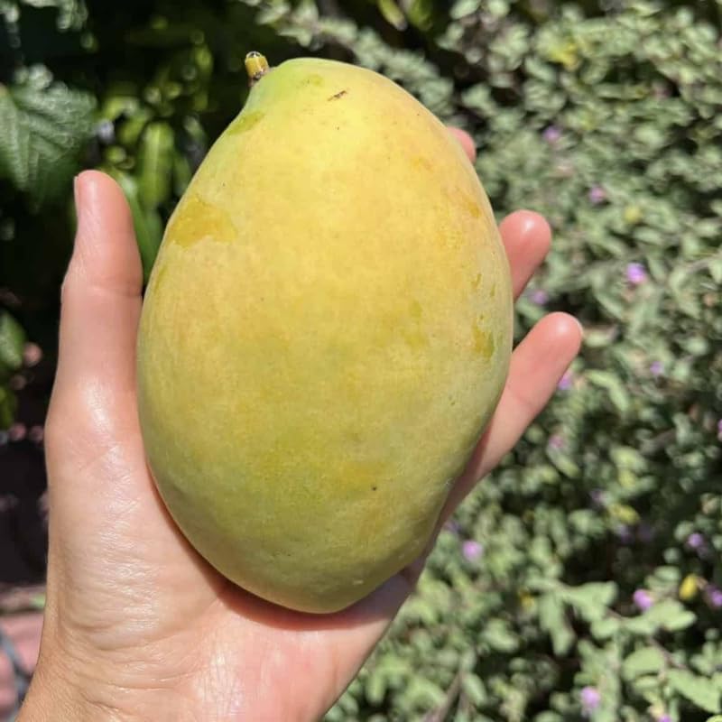 Sweet Mango Tree Live Plant, Tropical Fruit, 3 Gallon Pot - Image 4
