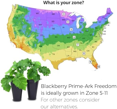 BlackBerry Plant Freedom-Ark (4 Pack) | Live Fruit Plant for Planting | Thornless & High-Yielding Variety | Large, Sweet & Juicy Berries | Perfect for Fresh Eating & Organic Gardens | Easy to Grow - Image 3