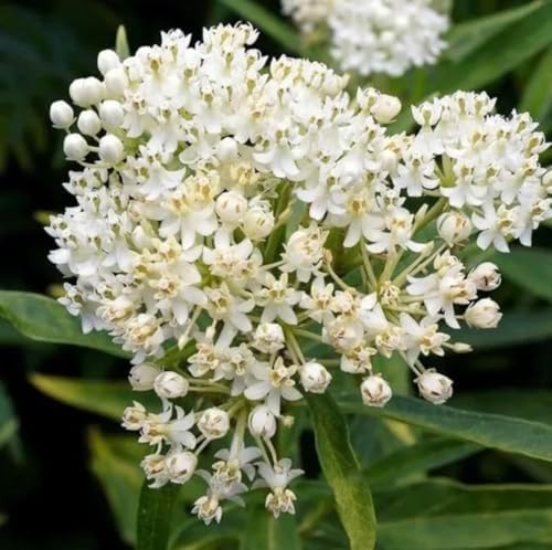 White Milkweed Live Plants - Pack of 2 - Butterfly Milkweed Plants - Monarch Butterfly Attractant - Perennial Blooms - Ideal for Gardens and Pollinator Habitats - Asclepias incarnata - Image 6