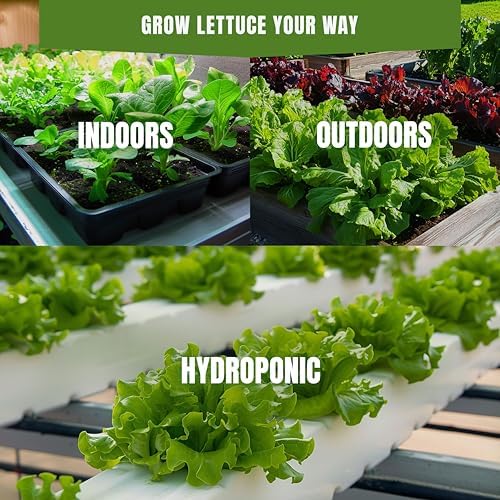 SproutMe Iceberg Lettuce 500+ Seeds for Planting, Non-GMO Heirloom - Image 3