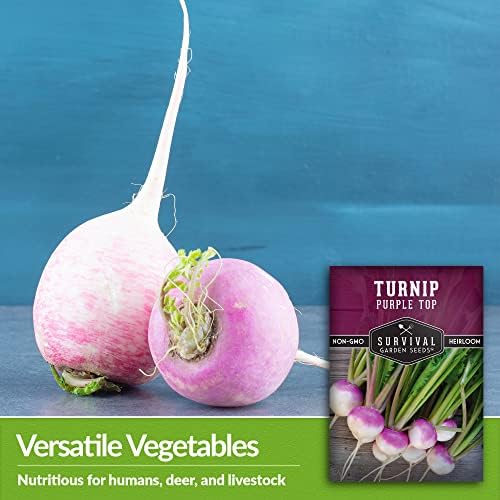 Purple Top Turnip Seeds for Planting - 3 - Image 4