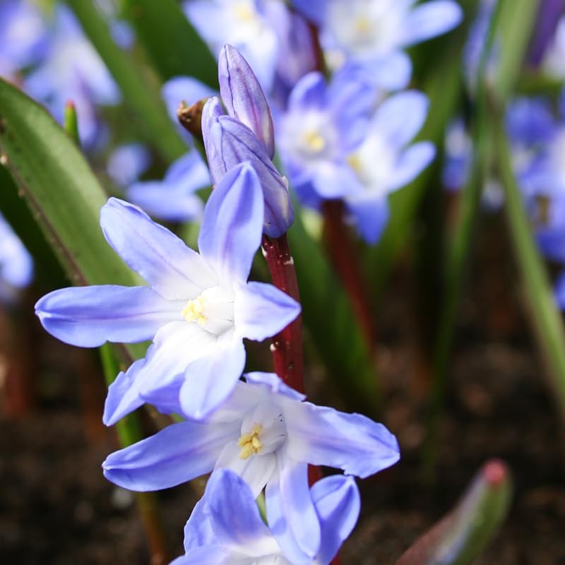 Siberian Squill or Scilla Flower Bulbs - 25 Bulbs per Pack - Pleasantly Scented - Deer Resistant - Naturalizing - Perennializing - Easy to Grow Live Plants - Outdoor Garden - Image 2