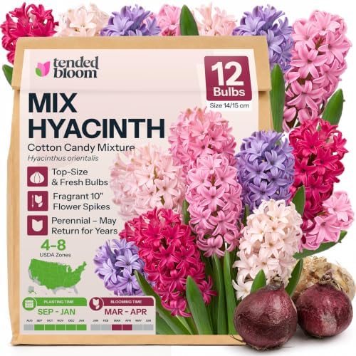 12 Mix Hyacinth Flower Bulbs Cotton Candy Mixture Hyacinthus by Unknown