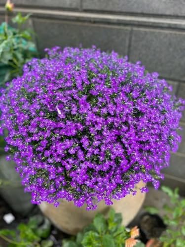 16,000 Creeping Thyme Seeds - Non-GMO Heirloom, Easy Growing Drought Tolerant Low Maintenance, Perennial Aromatic Ground Cover for Garden & Landscaping Outdoor Planting - Image 5
