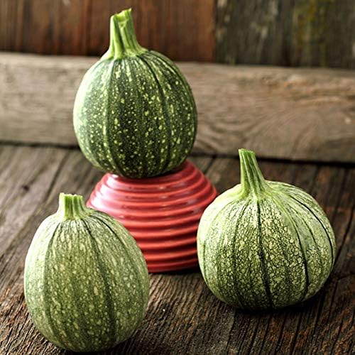 Sustainable Seed Co Round Zucchini Seed 1 LB ~4,000 Seeds Heirloom, Open by SustainableSeed