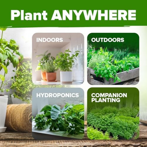 HOME GROWN 15 Organic Herb Seeds 2500+ Assortment Indoor Outdoor Planting - Image 4