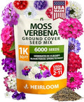 HOME GROWN Verbena Moss Seeds, 6,000+ Seeds, Verbena tenuisecta by HOMEGROWN