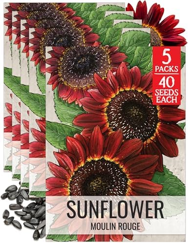 Seed Needs Moulin Rouge Sunflower Seeds to Plant Cut Flowers - 5 Packs by SeedNeeds