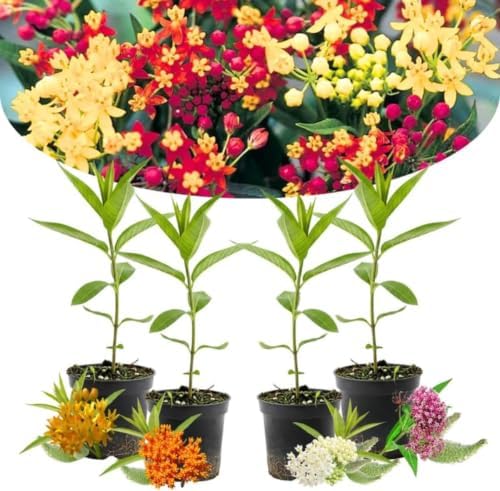 4 Mixed Milkweed Asclepias Live Plants, Flower Plant, 4-9 Inch Tall - Image 7