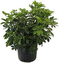 American Plant Exchange Schefflera Arboricola – 10-Inch Pot – Live Easy Care Tropical Shrub, Outdoor or Indoor Umbrella Plant for Patios, Landscapes, Entryways & Home Garden Décor by AmericanPlantExchange