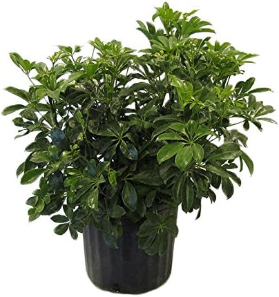 American Plant Exchange Schefflera Arboricola – 10-Inch Pot – Live Easy Care Tropical Shrub, Outdoor or Indoor Umbrella Plant for Patios, Landscapes, Entryways & Home Garden Décor by AmericanPlantExchange