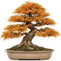 Bonsai Tree Seeds, Trident Maple | 20+ Seeds | Highly Prized for Bonsai, (Acer buergerianum) 20+Seeds by CZGrain