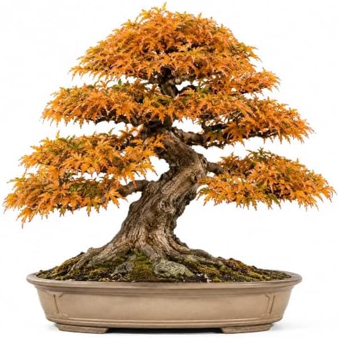 Bonsai Tree Seeds, Trident Maple | 20+ Seeds | Highly Prized for Bonsai, (Acer buergerianum) 20+Seeds by CZGrain