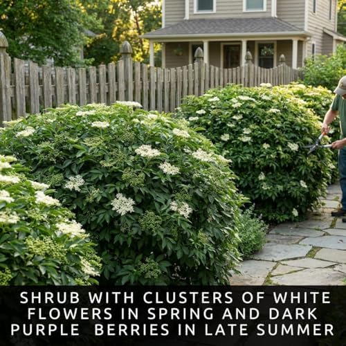 Black Elderberry Seeds for Planting Native Shrub 100 Premium Seeds - Image 2