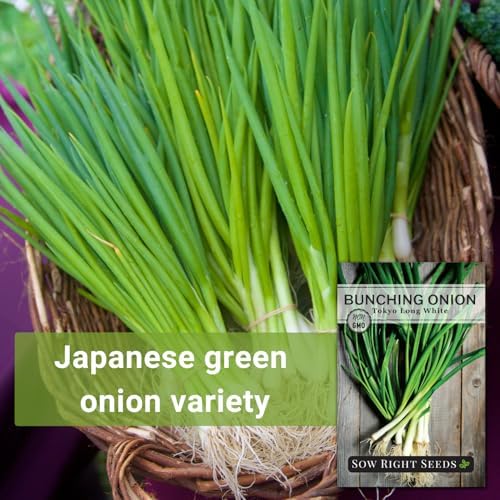 Sow Right Seeds - Tokyo Long White Bunching Onion Seed for Planting 3pk - Image 3