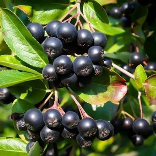 Live Black Chokeberry Plant, Bare Root - 12-16 Inch Tall Plants - Image 4