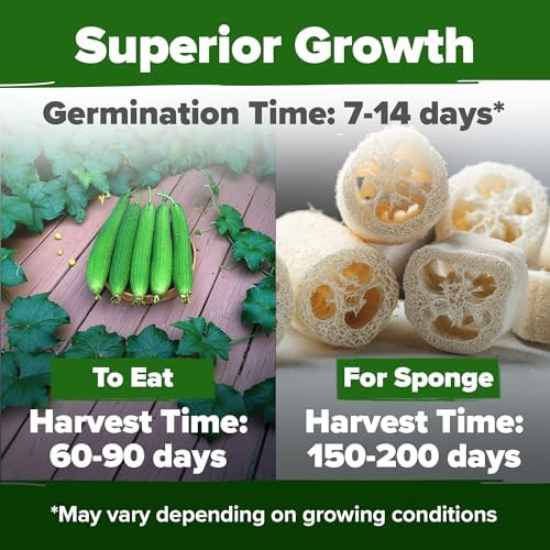 HOME GROWN Luffa Loofah Gourd Seeds, 80+ Seeds, Luffa aegyptiaca - Image 2