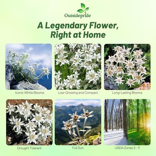 Outsidepride Edelweiss Seeds - 5000 Pcs. Perennial, Drought-Tolerant & Easy to Grow, Ground Cover Seeds for Planting Silvery Foliage & Clustered Wooly White Blooms for Xeriscaping & Versatile Uses - Image 2