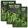 Kentucky Wonder Pole Bean Seeds for Planting (3 Pack) by SurvivalGardenSeeds