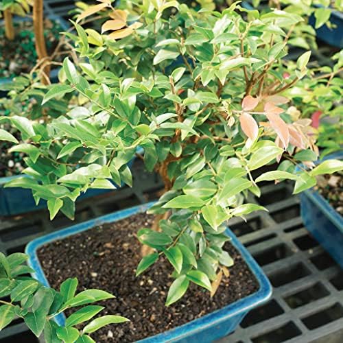 Brussel's Live Jaboticaba Indoor Bonsai Tree - 6 Years Old; 10" to 14" Tall with Decorative Container, Humidity Tray & Deco Rock - Image 4