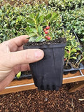2-Pack Live Dwarf Xmas Christmas Holly Berry Seedling Tree Bush in 3" Pot, Plant by Unknown