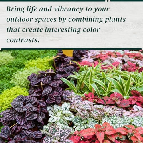 Polka Dot Plant (4-Pack) - Live Houseplants, Small Indoor Plants, Hypoestes Rose - Colorful, Air-Purifying House Plants - Image 5