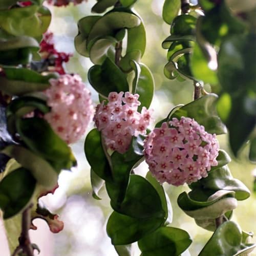American Plant Exchange Hoya Compacta Hindu Rope, 6-Inch Pot, Live Flowering Wax Plant, Exotic Indoor Houseplant - Image 4