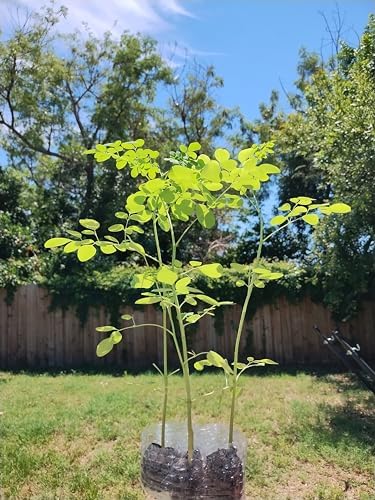 Moringa Trees 3 Live Moringa Plants with Moringa Seeds - Organically Grown - Non-GMO - Miracle Tree - Moringa Oleifera - Herb by Unknown