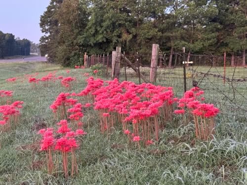 Red Spider Lily Bulbs, Lycoris Radiata, 10 Pack, Texas Grown Heirloom - Image 4