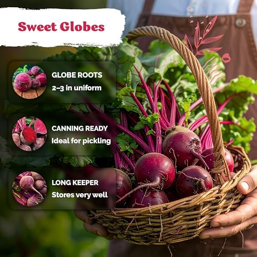 600 Detroit Dark Red Beet Heirloom Vegetable Seeds, Beta Vulgaris - Image 4
