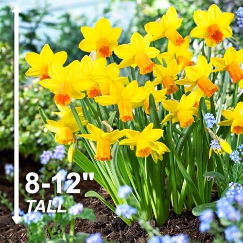 Garden State Bulb Narcissus Cyclamineus Jetfire Mix Daffodil Flower Bulbs, 12/14cm (Bag of 250) - Image 3