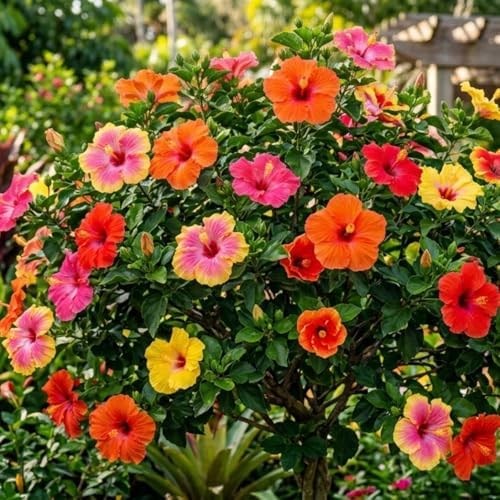 4 Mix Hibiscus Plants Live, Cold Hardy Flower Bush, 4-8" Tall - Image 2