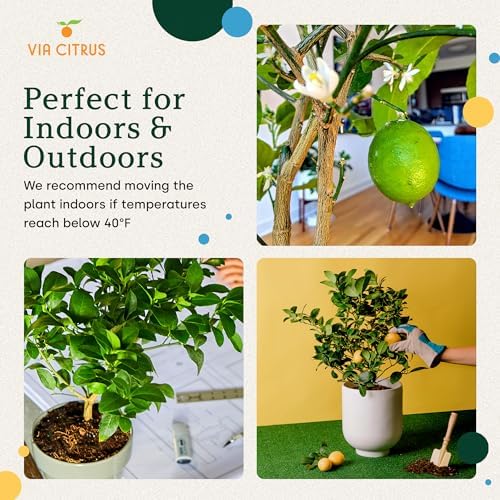 Meyer Lemon Tree Live Plant 13-22" Tall, 1 Gallon Pot by Via Citrus - Image 6
