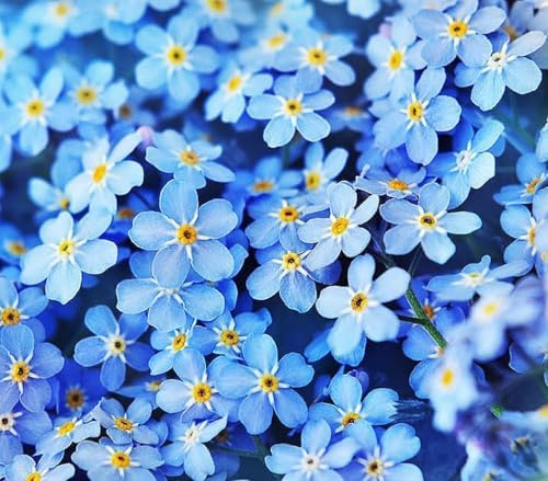 Forget Me Not Seeds - 6000 Flower Seeds by MardeRossCompany