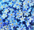 Forget Me Not Seeds - 6000 Flower Seeds by MardeRossCompany