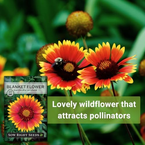 Sow Right Seeds - Blanket Flower Seed for Planting Perennial Wildflower - Image 5