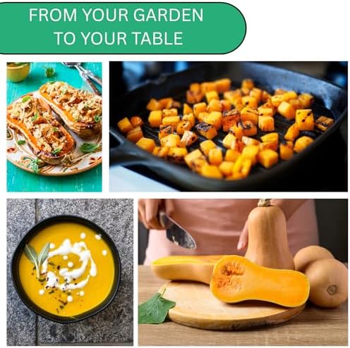 Waltham Butternut Squash Seeds for Planting, 100+ Heirloom Non-GMO Seeds, Pack of 2 - Image 6