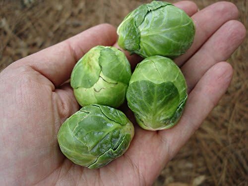 Brussels Sprout Jade Cross F1, 4 Live Plants, Extra-Early Maturing Vegetable - Image 5