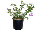 Rosa 'New Dawn' (Climbing Rose) Rose, Double Blush Pink Flowers, #3 - Size Container by GreenPromiseFarms