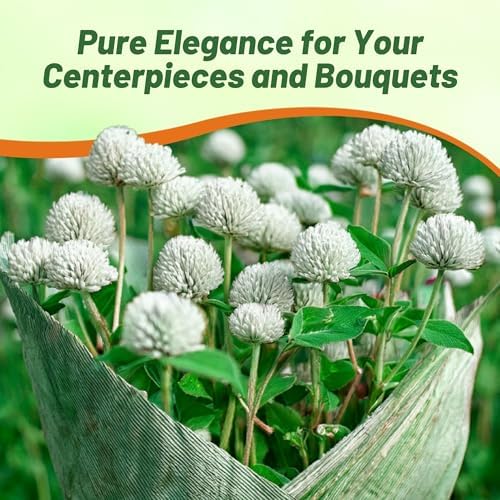 Outsidepride White Gomphrena Seeds - 2000 Pcs Annual, Heat & Drought Tolerant, Pollinator Friendly Globe Amaranth Seeds for Planting w/Vibrant Round Blooms for Beds, Borders, and Arrangements - Image 6