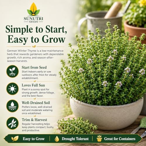 German Winter Thyme Seeds for Planting – Cold Hardy Perennial Herb Seeds, Non-GMO Heirloom Culinary Thyme for Gardens, Containers, Raised Beds & Kitchen Herbs, Great Fresh or Dried - Image 4