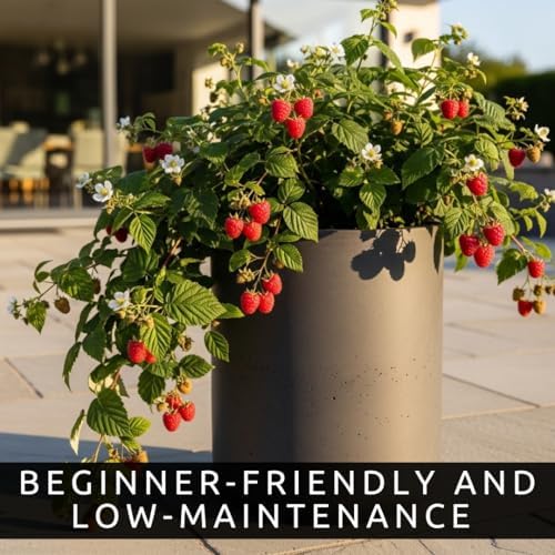 Joan J Raspberry Plants – Thornless Red Raspberry with Large Sweet Berries – Everbearing Fruit Plants for Home Gardens (6 Plants) - Image 6