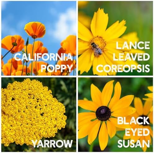 Mountain Valley Seed Co Wildflower Seeds Bulk - Meadow Wildflower Seed Mix - Image 4
