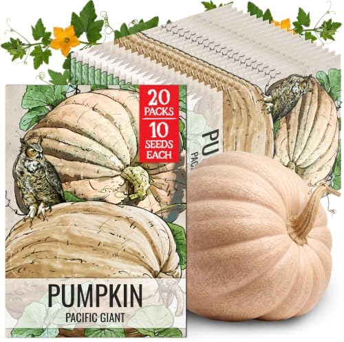 Seed Needs Pacific Giant Pumpkin Seeds to Plant Vegetables - 20 Packs by SeedNeeds