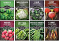 Fall Vegetable Seed Variety Pack for Planting by SurvivalGardenSeeds