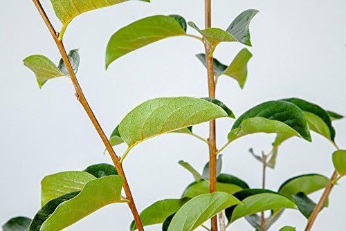 Perfect Plants Fuyu Persimmon Tree, 3-4 ft, Live Plant - Image 5