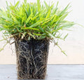 Zoysia Plugs - 200 Full Zoysia Grass Plugs | Mature Roots | Individually Grown by TheLawnFarm